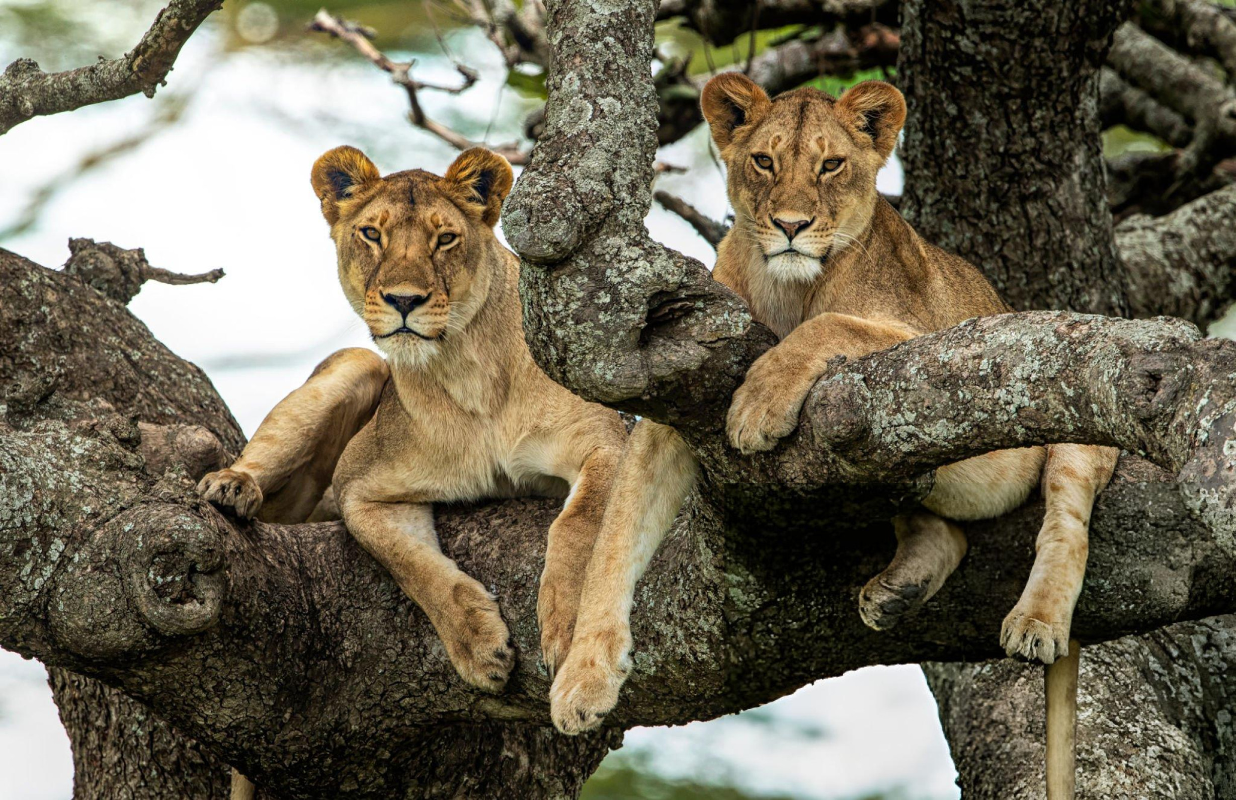 Tree-Climbing Lions